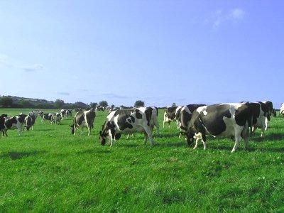 Grazing cows on manure rich land